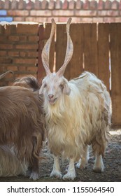 Hexi Cashmere Goat