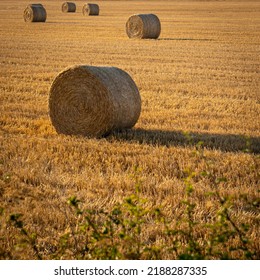 Hey Bale In Farm Field In The Morning