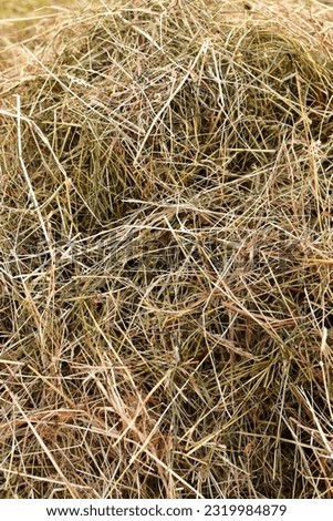 Hey pattern background fresch natural grass. High quality photo