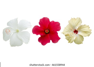 Hhibiscus flowe, Chinese hibiscus,China rose,Hawaiian hibiscus,shoe flower (Hibiscus rosa-sinensis) in the garden on white background - Powered by Shutterstock