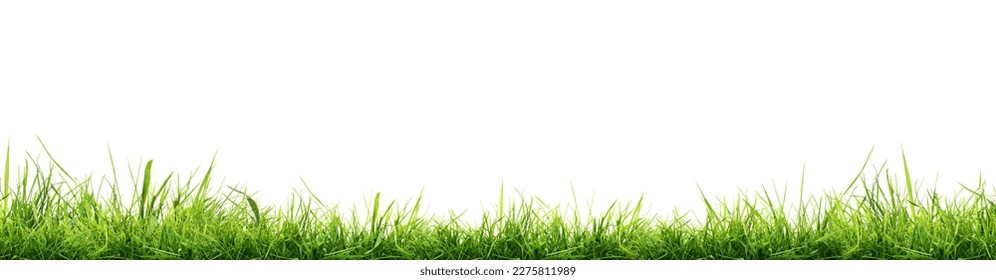 Hi Resolution image of Fresh green grass isolated against a transparent background - Shutterstock ID 2275811989