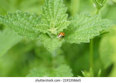 Hi There Sweet Little Ladybug!