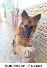 Hi5 With My German Shepherd Dog