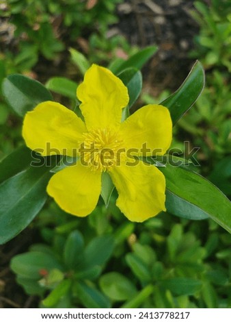 Hibbertia scandens, sometimes known by the common names snake vine, climbing guinea flower and golden guinea vine is a species of flowering plant and is endemic to eastern Australia.