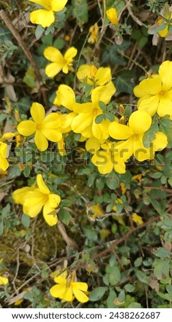 Hibbertia truncata, also known as the Port Campbell guinea-flower, is a small flowering shrub endemic to southwestern Victoria, Australia. It's known for its yellow flowers and hairy foliage.

