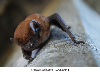 Hibernating bat