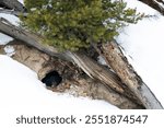 A Hibernating Black Bear in Their Den in Yellowstone National Park