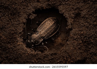 Hibernating granulated ground beetle (Carabus granulatus), Belgium