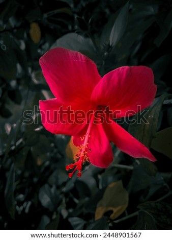 Hibiscous Rosae in red colur (JASUD)