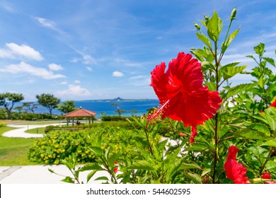 沖縄 海 ハイビスカス の画像 写真素材 ベクター画像 Shutterstock