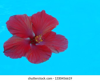 Hibiscus Big Red Flower Floating In A Blue Pool. Top Down View