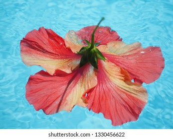 Hibiscus Big Red Flower Floating In A Blue Pool. Top Down View