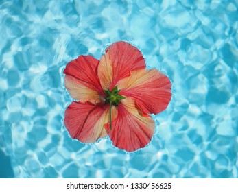 Hibiscus Big Red Flower Floating In A Blue Pool. Top Down View