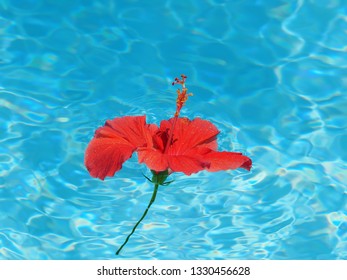 Hibiscus Big Red Flower Floating In A Blue Pool. Top Down View