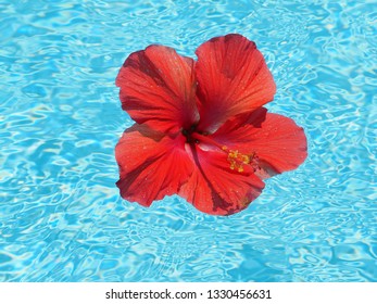 Hibiscus Big Red Flower Floating In A Blue Pool. Top Down View