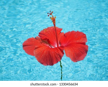 Hibiscus Big Red Flower Floating In A Blue Pool. Top Down View