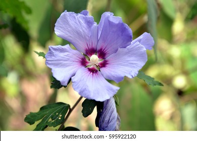 Hibiscus Bush Images Stock Photos Vectors Shutterstock