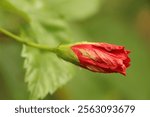 Hibiscus bud at my garden 
Canon 80D