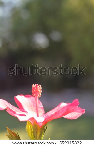 A hibiscus bush with green leaves and bright pink flowers 9951