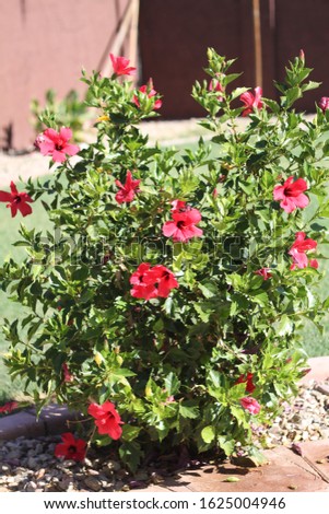 a hibiscus bush with green leaves and pink flowers 9082