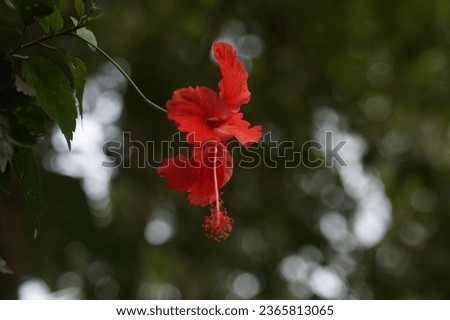 Hibiscus (chembarathi) Flower is a common red flower 