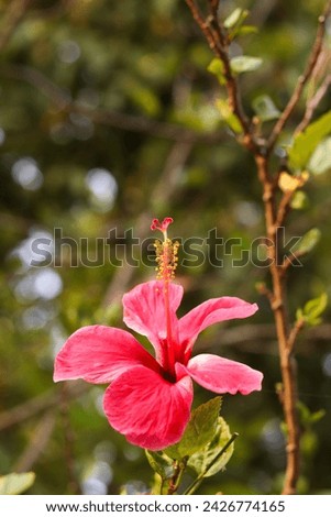 Hibiscus , chembarathi flower ,  
chembarathi poovu, Hibiscus is a genus of flowering plants in the mallow family, Malvaceae. The genus is quite large, comprising several hundred species