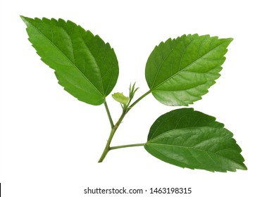 Hibiscus Or Chinese Rose Leaf Isolated On Whit Background