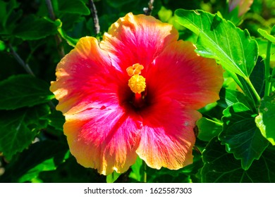 Hibiscus Close Up On The Island Of Upolu, Samoa.