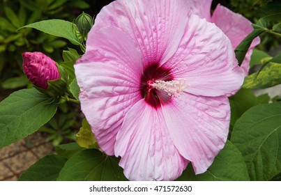 482 Hibiscus Coccineus Images, Stock Photos & Vectors | Shutterstock