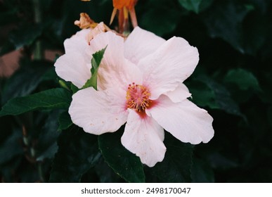 Hibiscus in Corfu, shot on film