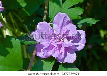 Hibiscus Double Purple Althea plant (aka Rose of Sharon) flowering in summer. Continuous Double purple blooms whole summer long.