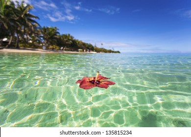 Hibiscus Floating Off Tropical Fiji Island