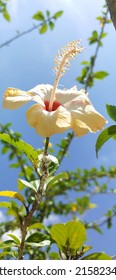 Hibiscus flower in the backyard.It is useful for education and drawing the picture. Mainly,it is useful for like wallpapers for mobile homescreen. - Shutterstock ID 2158234619