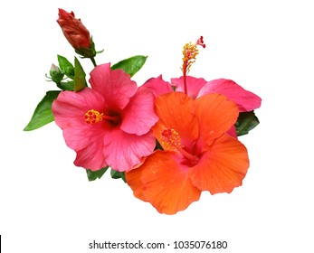 Images Photos Et Images Vectorielles De Stock De Hibiscus