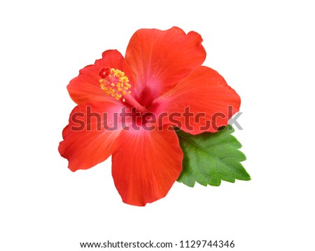 Hibiscus flower or Chinese Rose, Hawaiian hibiscus, China Rose,Shoe flower with leaves isolated on white background