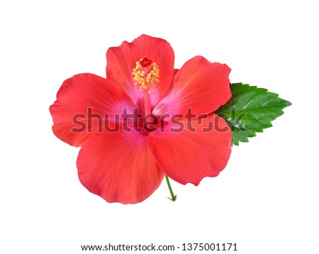 Hibiscus flower or Chinese Rose, Hawaiian hibiscus, China Rose,Shoe flower with leaves isolated on white background