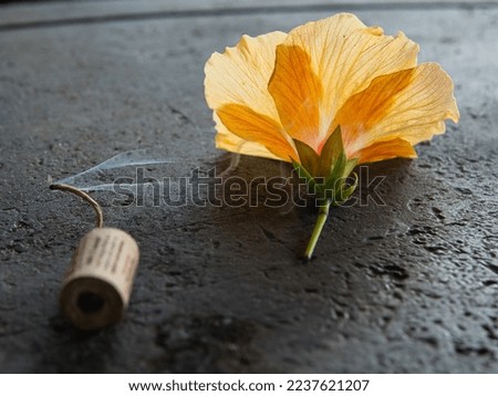 Hibiscus flower close up with wick. Ideal for promoting herbal remedies smoked, or the benefits of hemp wick. 