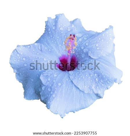Hibiscus flower gently blue color isolated on white background. Dew drops on petals.