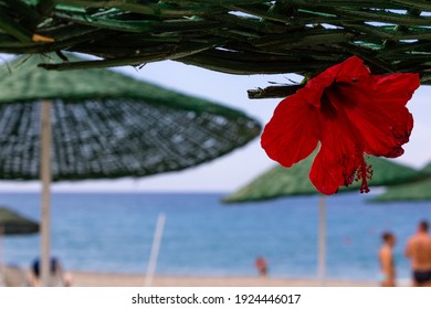 南国 ハイビスカス 海 の画像 写真素材 ベクター画像 Shutterstock