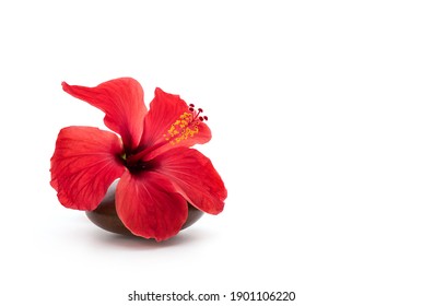 Hibiscus or Hibiscus flower isolated on white background. - Powered by Shutterstock