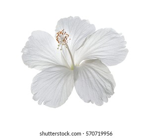 Hibiscus Flower Isolated On White Background