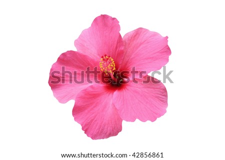 Hibiscus flower - isolated on white