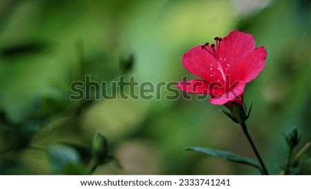 Hibiscus flower (Kembang sepatu).  It's a shrub of the Malvaceae tribe originating from East Asia and is widely grown as an ornamental plant in tropical and subtropical regions. 