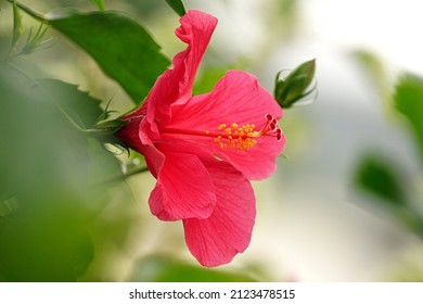 hibiscus flower in nature, flower leaf and hibiscus flower in garden