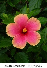 Hibiscus Flower Oklahoma City Zoo