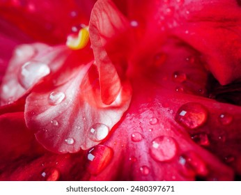 Hibiscus flower  petals closeup macro with water drops on red hibiscus petals flower,  Red hibiscus flower petals photographed with macro lens close up - Powered by Shutterstock