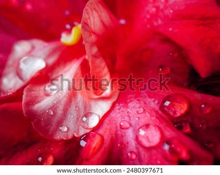 Hibiscus flower  petals closeup macro with water drops on red hibiscus petals flower,  Red hibiscus flower petals photographed with macro lens close up