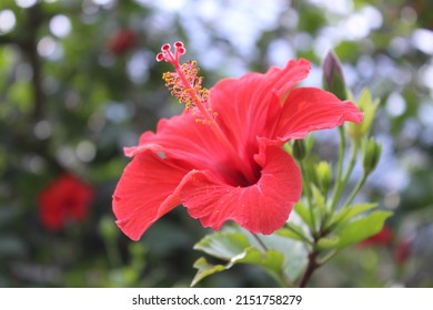 The hibiscus flower, Hibiscus rosa-sinensis