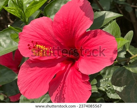 Hibiscus flower (Hibiscus rosa-sinensis) is a beautiful ornamental plant with various colors. The color of the shoes can be red, yellow, orange, white, purple, pink, or even mixed colors