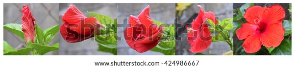 Hibiscus flower stages- Five stages of growth red\
hibiscus flower